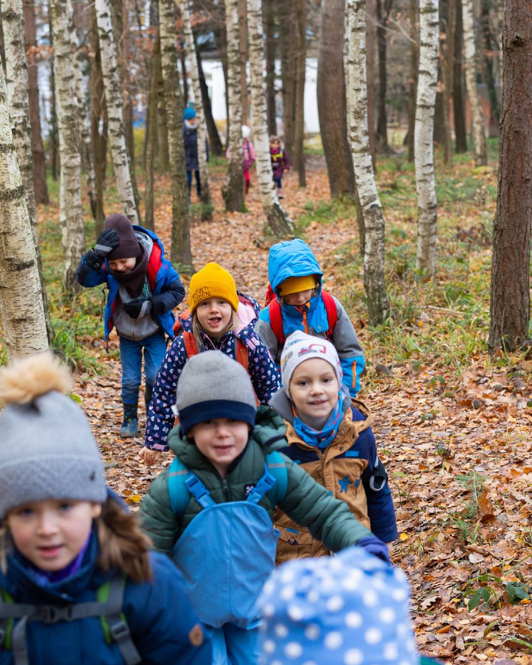 Gruppe von Kindern wandert durch Birkenwald im Herbst auf einem mit Laub bedeckten Pfad.