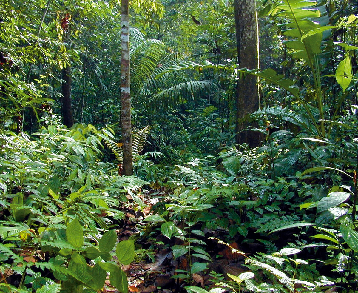 OEBB WW img junggle 1200x982px 02